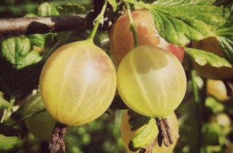 ผลเบอร์รี่สีเหลืองอำพัน