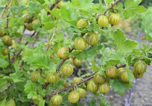 buisson avec des baies