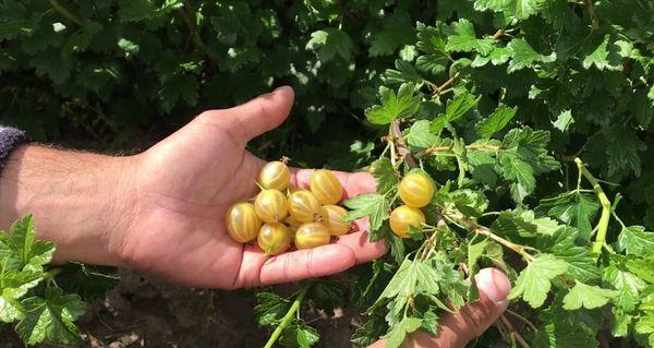 groseilles à maquereau