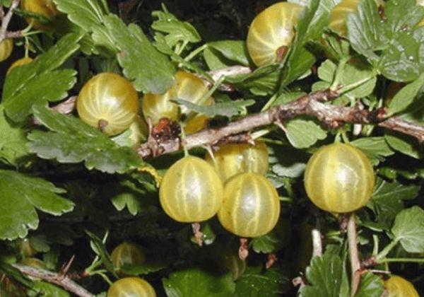 période de fructification