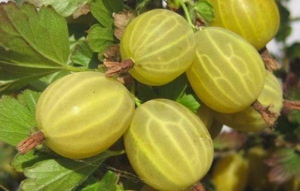 groseilles à maquereau