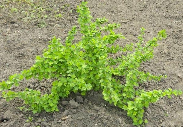 jeunes groseilles à maquereau