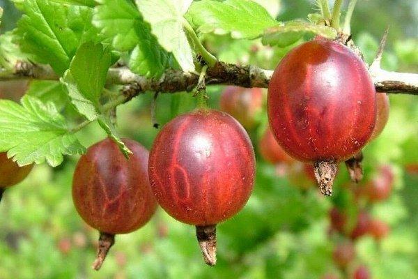 ผลเบอร์รี่สุก