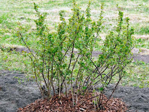 การปลูกลูกเกด