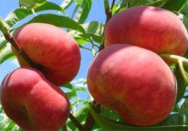 พีชแซทเทิร์น