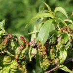 โรคตอไม้