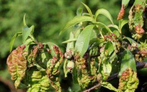 วิธีรักษาโรคใบหยิกพีช วิธีการควบคุม และแนวทางการรักษา