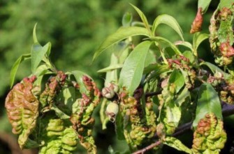 โรคตอไม้