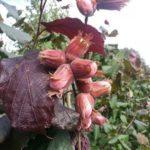 เฮเซลนัท