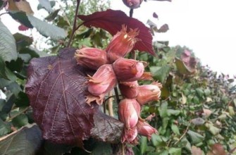 เฮเซลนัท