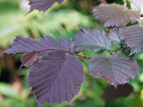 สีม่วงเฮเซล