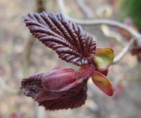 กิ่งที่มีใบ