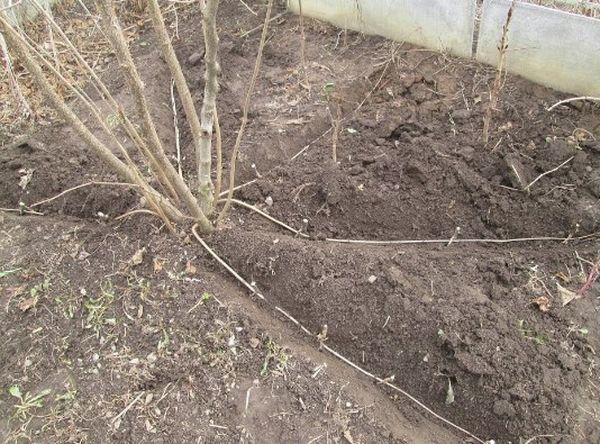 การสืบพันธุ์โดยลูกหลาน