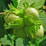 เฮเซลนัท