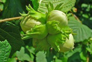 การปลูกและดูแลเฮเซลนัทในไซบีเรีย การปลูกเฮเซลนัท