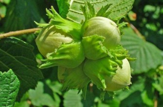 เฮเซลนัท