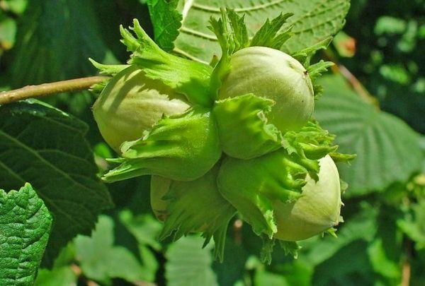 เฮเซลนัท