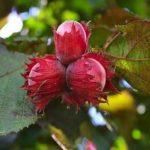 มอสโก รูบี้