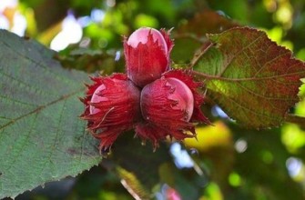 มอสโก รูบี้