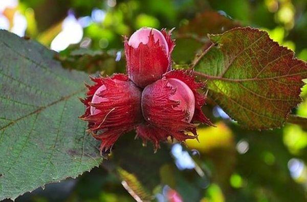 มอสโก รูบี้