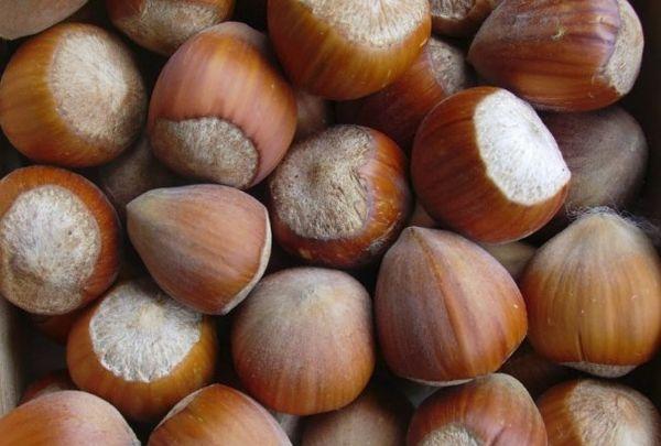 สโมลินเฮเซลนัท