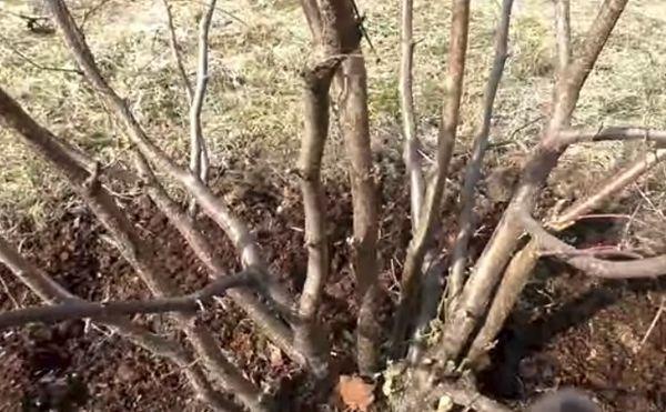 การปลูกเฮเซลนัท