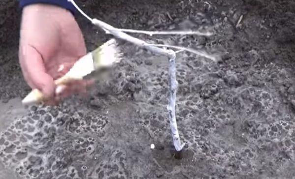 การฟอกขาวเฮเซลนัท