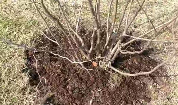 ต้นกล้าเฮเซลนัท