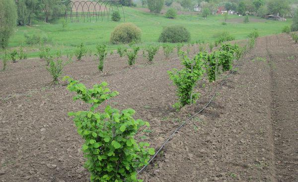 ดินสำหรับปลูกเฮเซลนัท