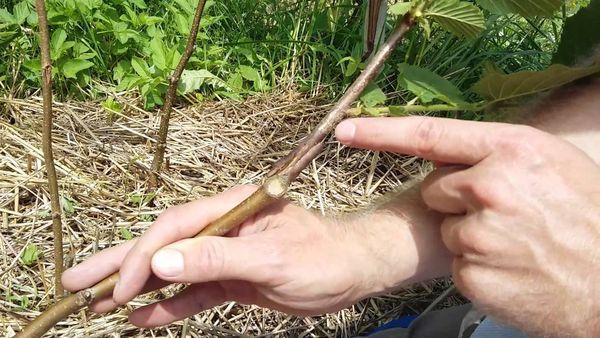 การต่อกิ่งเฮเซลนัท