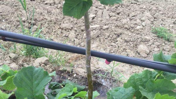 การรดน้ำเฮเซลนัท