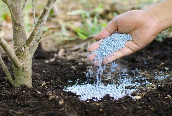 การให้อาหารเฮเซลนัท