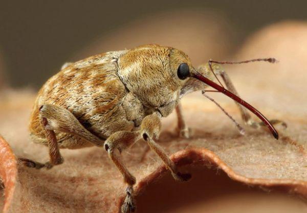 ด้วงงวงถั่ว