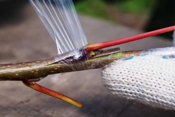 การห่อด้วยฟิล์ม