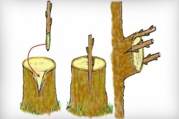 การต่อกิ่งเปลือกไม้