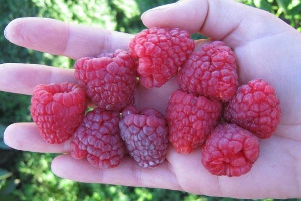 une des variétés de framboises