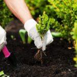 ทำงานในสวน