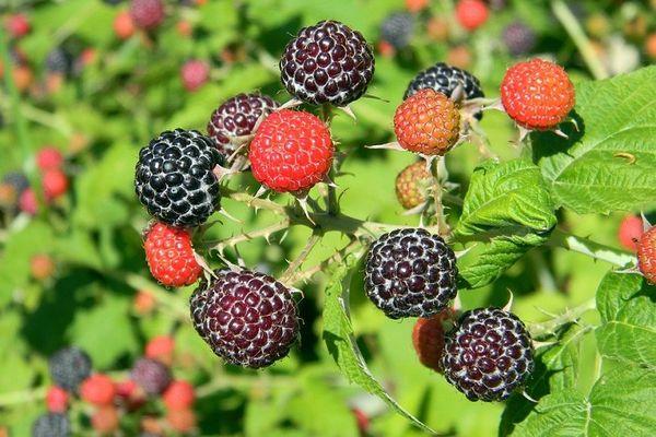 แบล็กเบอร์รี่