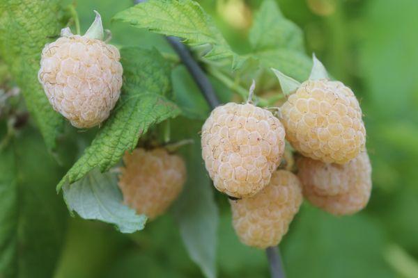 ราสเบอร์รี่ผลสีขาว