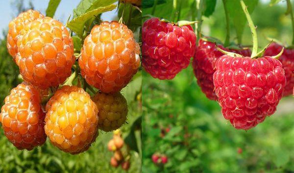 พันธุ์ราสเบอร์รี่
