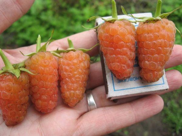 ราสเบอร์รี่สีเหลือง