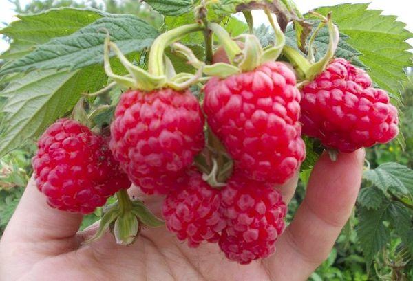 ราสเบอร์รี่สีแดง