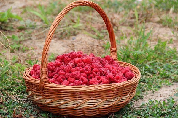 panier de framboises