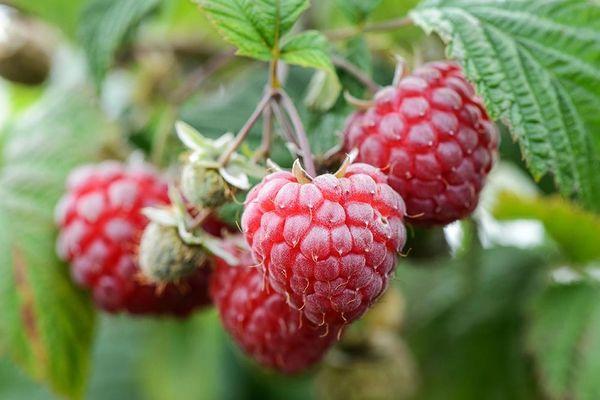 branches avec des framboises