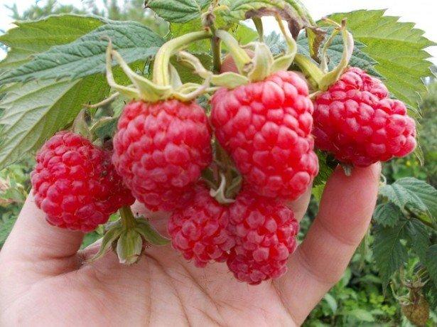 framboises mûres