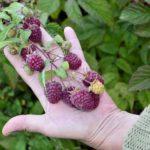 ราสเบอร์รี่