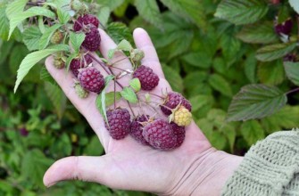 ราสเบอร์รี่