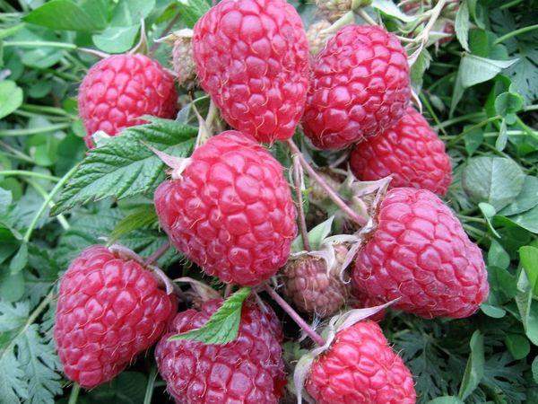 ราสเบอร์รี่