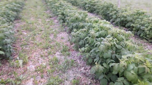 การปลูกราสเบอร์รี่