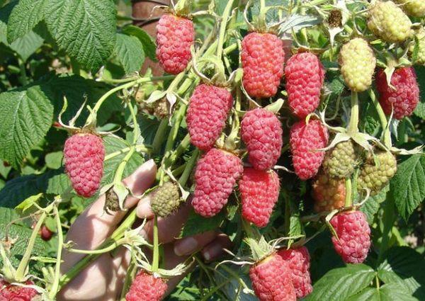 ต้นราสเบอร์รี่